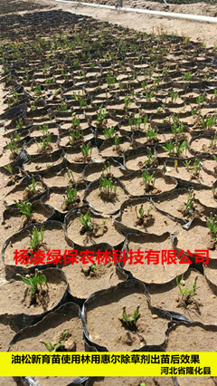 油松新育苗使用林用惠爾除草劑出苗后效果